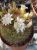 Mammillaria spinosissima