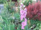 Delphinium Nemtisor
