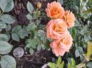 Apricot clementine