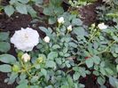 White babyflor