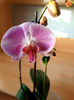 orhidee 26 Dej 8 martie 2020