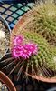 Mammillaria spinosissima cv Un Pico