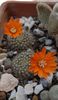 Rebutia flavistyla