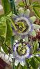 Passiflora caerulea