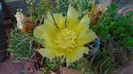 Opuntia phaeacantha