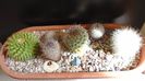 Mammillaria marksiana