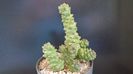 Monadenium ritchiei