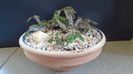 Euphorbia decaryi