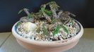 Euphorbia decaryi