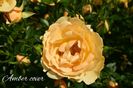 AddText_06-26-08.22.14