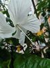 Dainty White
