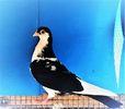12408  mascul  2021_1