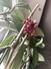 Hoya carnosa