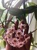 Hoya carnosa