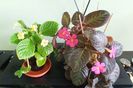 28.06 Tropical Topas & Pinkiscia