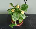 Tropical Topas