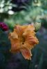 Golden Hibiscus
