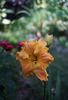 Golden Hibiscus
