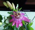 Passiflora Amethyst Lavender Lady