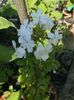 plumbago alb 2021