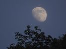 Luna in scadere, Japonia