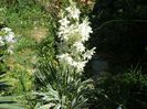 yucca variegata