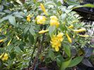 jasminum humilis