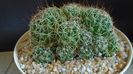 Dolichothele (Mammillaria) decipiens