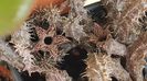Stapeliantus decaryi