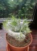 Austrocylindropuntia vestita f. cristata