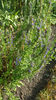 hyssopus officinalis(isop)