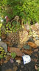 sempervivum mix