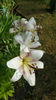 lilium orientale "sweet zanica"