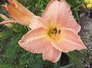 Lady rose