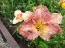 Spacecoast starburst at lunch