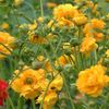 Geum 'Lady Stratheden'