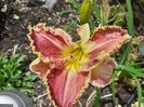 Cape breton first bloom