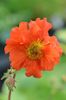 Geum 'Dolly North'