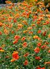 Geum 'Dolly North'