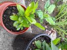 Ixora,calde multumiri!