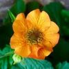 Geum (Avens) \ Nonna