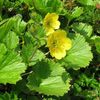 Geum Calthifolium