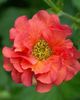 Geum Coral Tempest