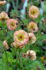 Geum \ Cosmopolitan