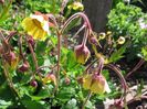 Geum \ Herterton Primrose