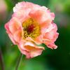 Geum Petticoats Peach 