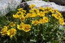 Geum Reptans (Creeping Avens)