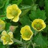 Geum Rivale / Lemon Drops