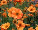 Geum Totally Tangerine (Avens)