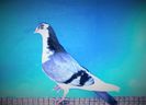 12409  mascul  2021_3